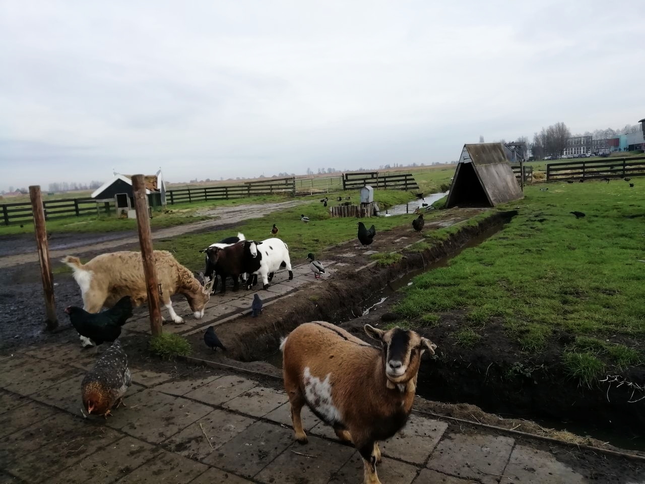 Visitar Zaanse Schans desde Ámsterdam: animales de granja
