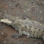 RÃ­o TÃ¡rcoles, cocodrilos de Costa Rica a escasos metros