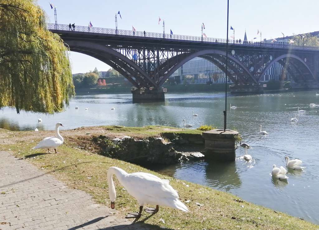 El barrio de Lent tiene vistas al río Drava, que por cierto lo encontré lleno de cisnes. El barrio de Lent tiene vistas al río Drava, que por cierto lo encontré lleno de cisnes.