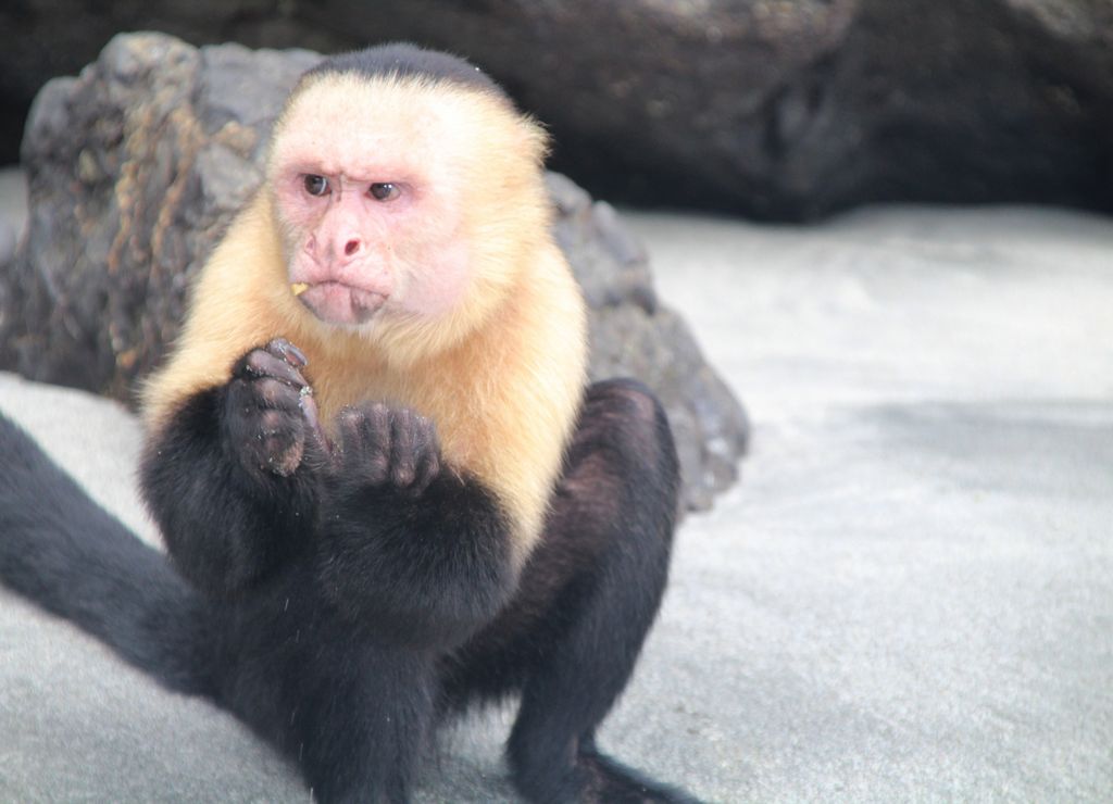 El Parque Manuel Antonio es uno de los mejores tours en San JosÃ© para ver monos carablanca.