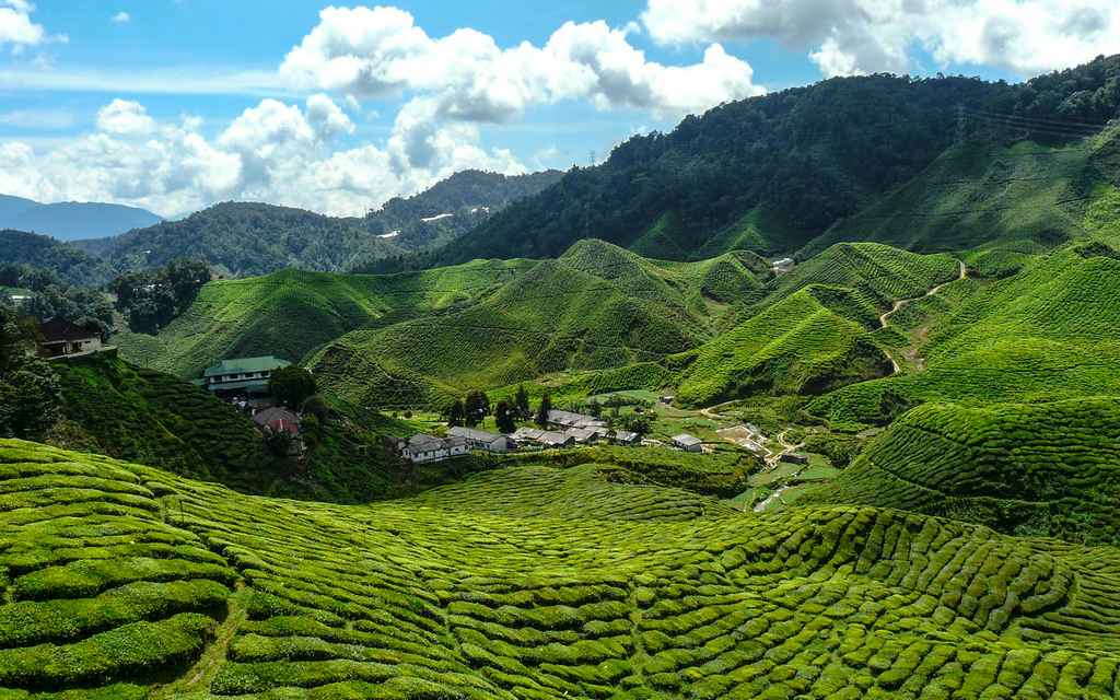 Si te gustan las plantaciones de té, la excursión de Kuala Lumpur a Cameron Highlands te va a encantar.