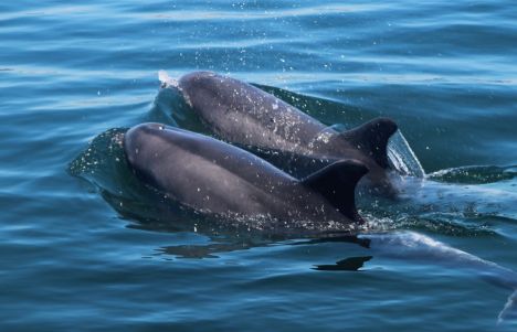 Avistamiento de delfines en Setúbal