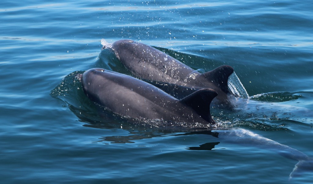 Delfines en Setúbal nadando en libertad en el estuario del Sado.