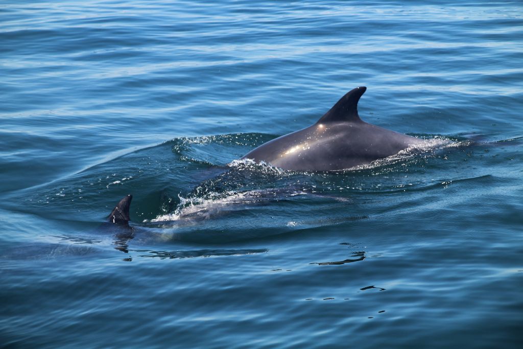 Pareja de delfines en Setúbal nadando en el estuario