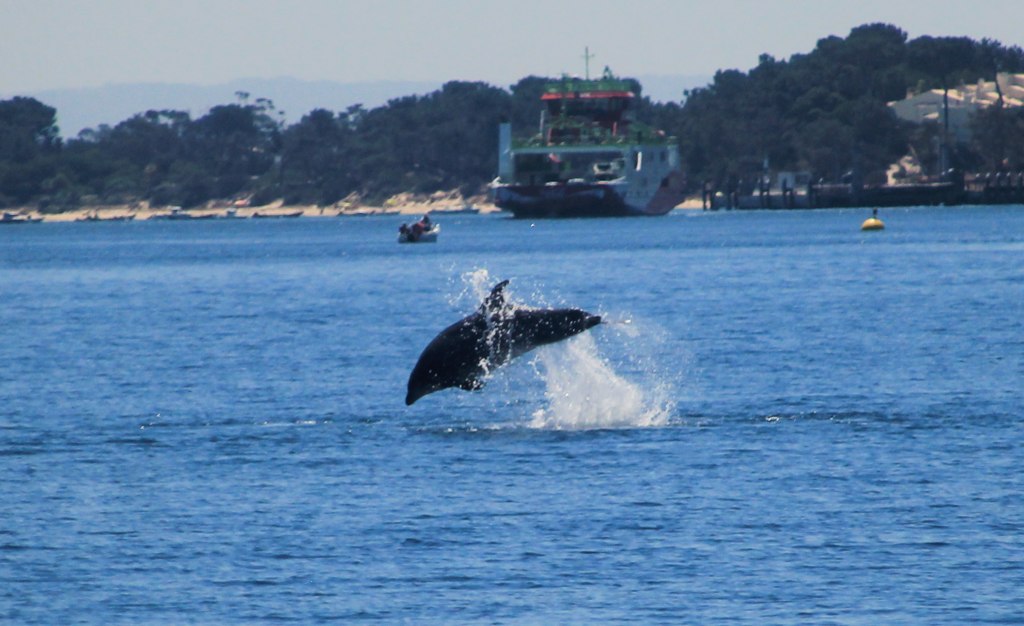 Avistamiento de delfines en Setúbal saltando junto al catamarán.