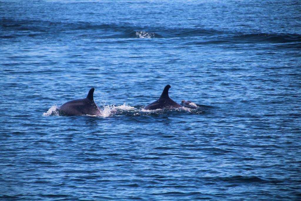 Aletas de delfines durante la excursión en catamarán.