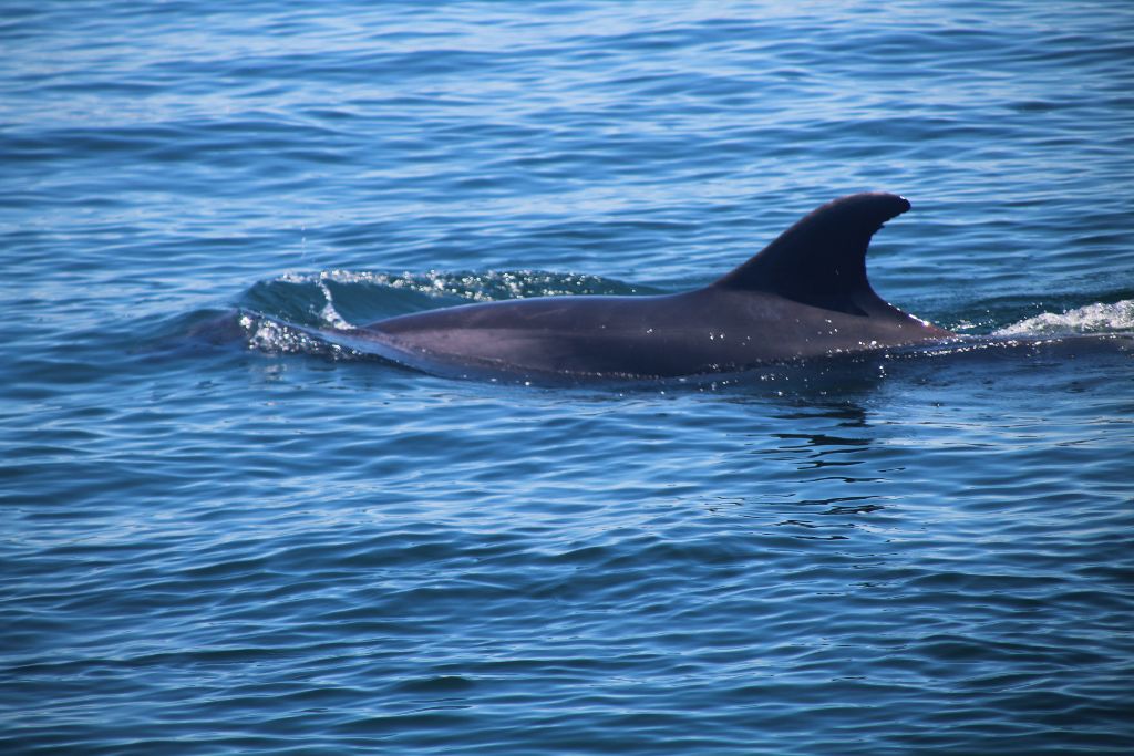 Avistamiento de delfines en Setúbal durante una excursión en barco para ver delfines en Portugal.