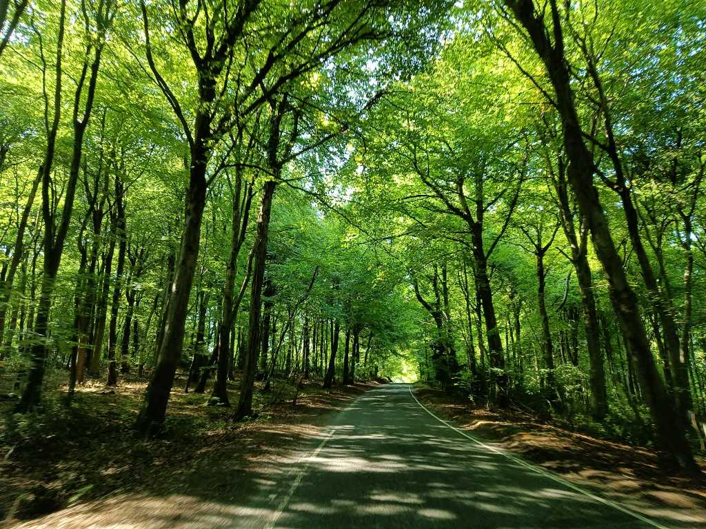 Conducir en Inglaterra por túneles de árboles.