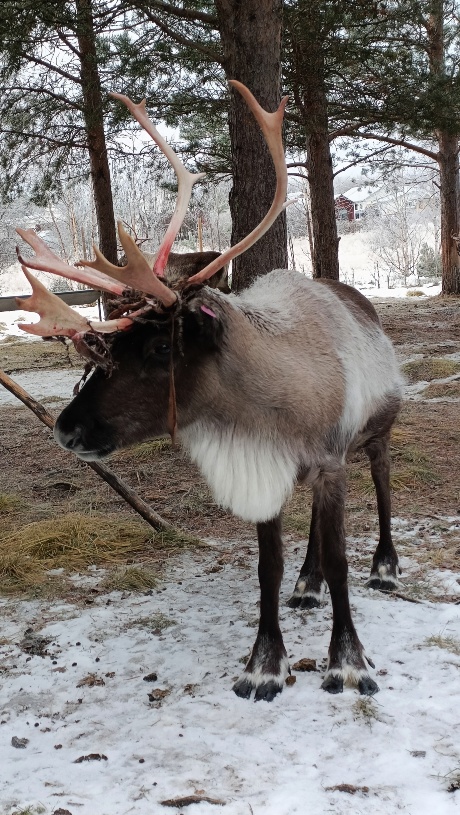 Reno en Jukkasjärvi, uno de los sitios que ver en la Laponia sueca cerca de Kiruna.