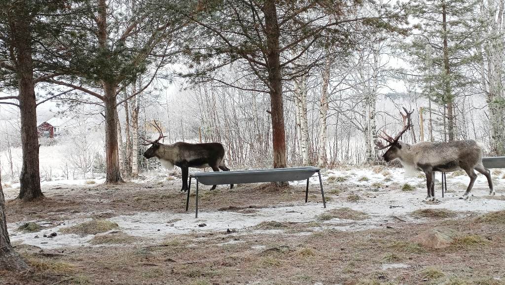 Renos en el Museo al aire libre Márkanbáiki en Jukkasjärvi.