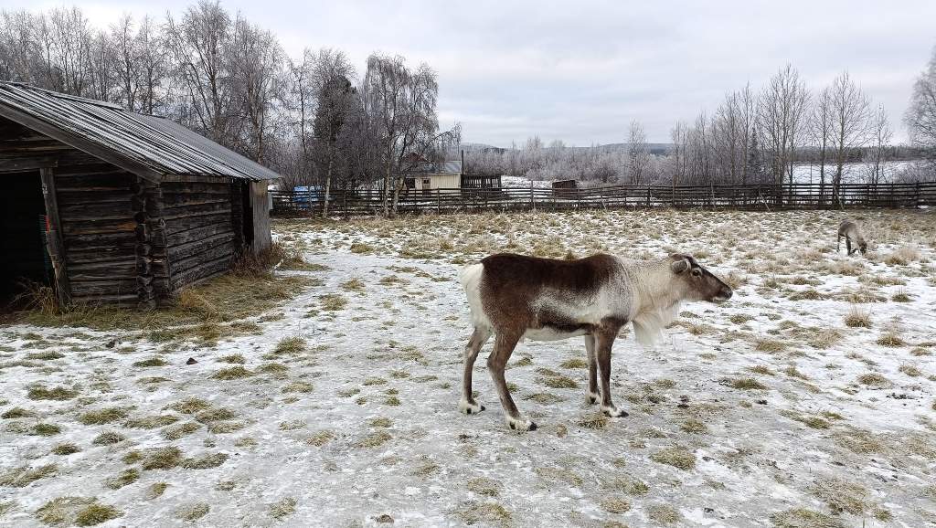 Renos en Jukkasjärvi, Suecia.