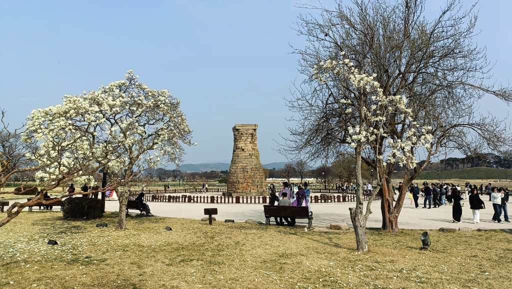 Observatorio astronómico Cheomseongdae y cerezos en flor.
