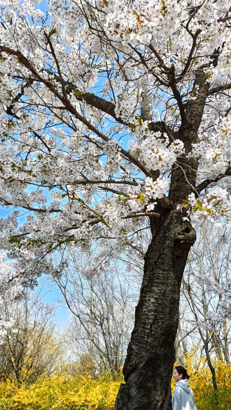 Cerezos en flor durante un viaje a Corea del Sur con niños.