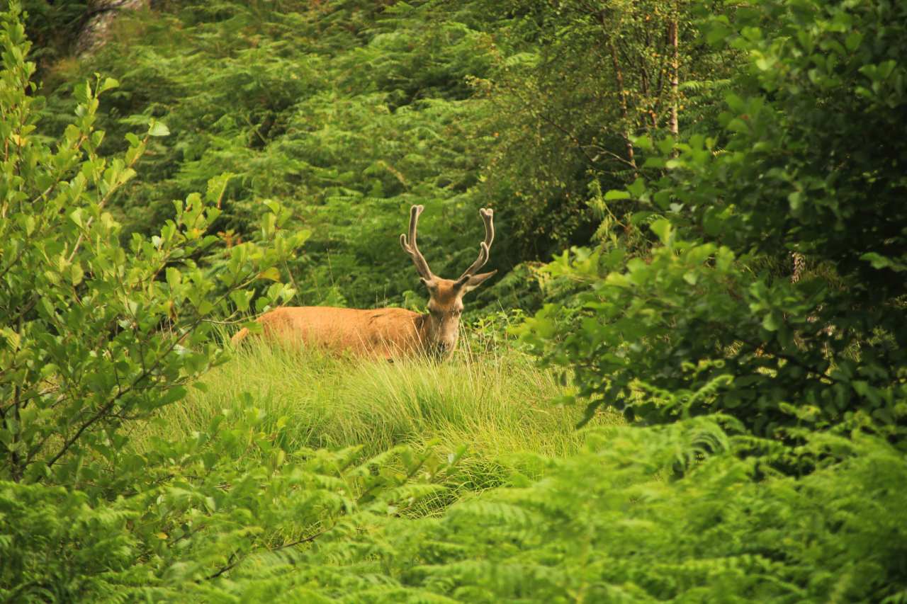 Ciervo entre la vegetación de las Highlands.