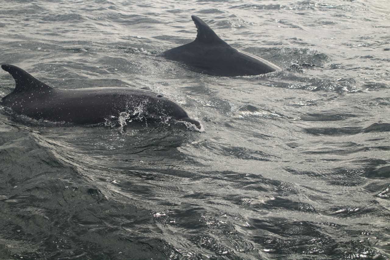 Avistamiento de delfines, uno de los mejores planes que hacer en Escocia con niños.
