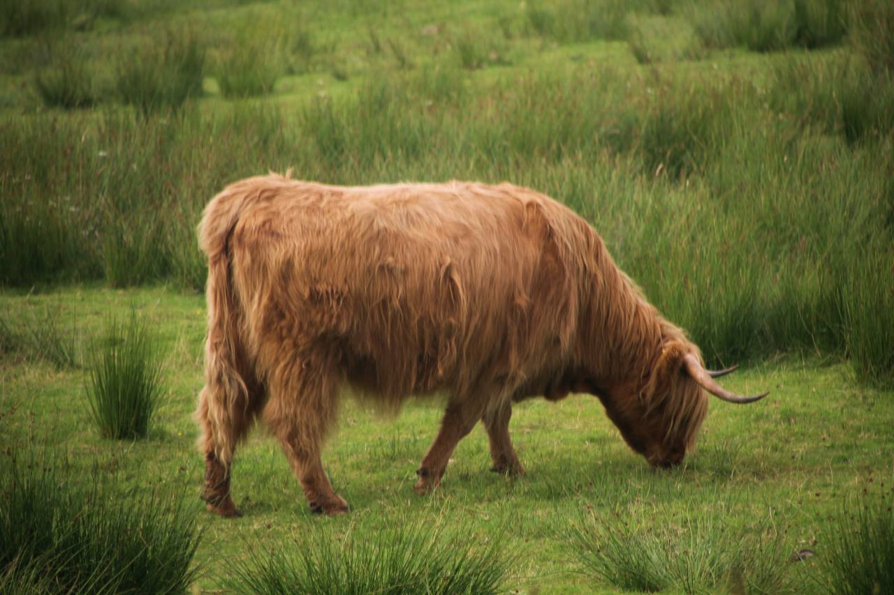 Vaca Highland durante nuestro viaje por Escocia en familia.