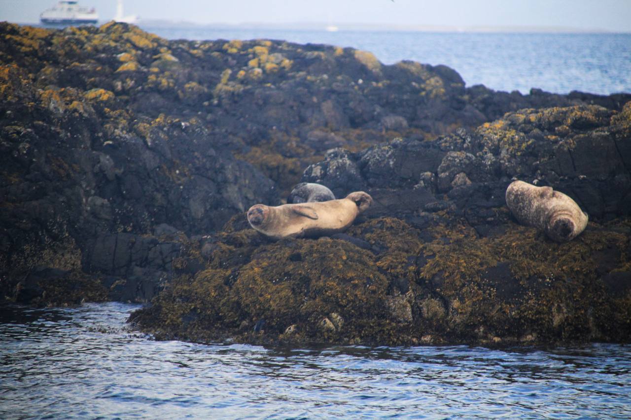 Focas durante una excursión en barco desde Oban.