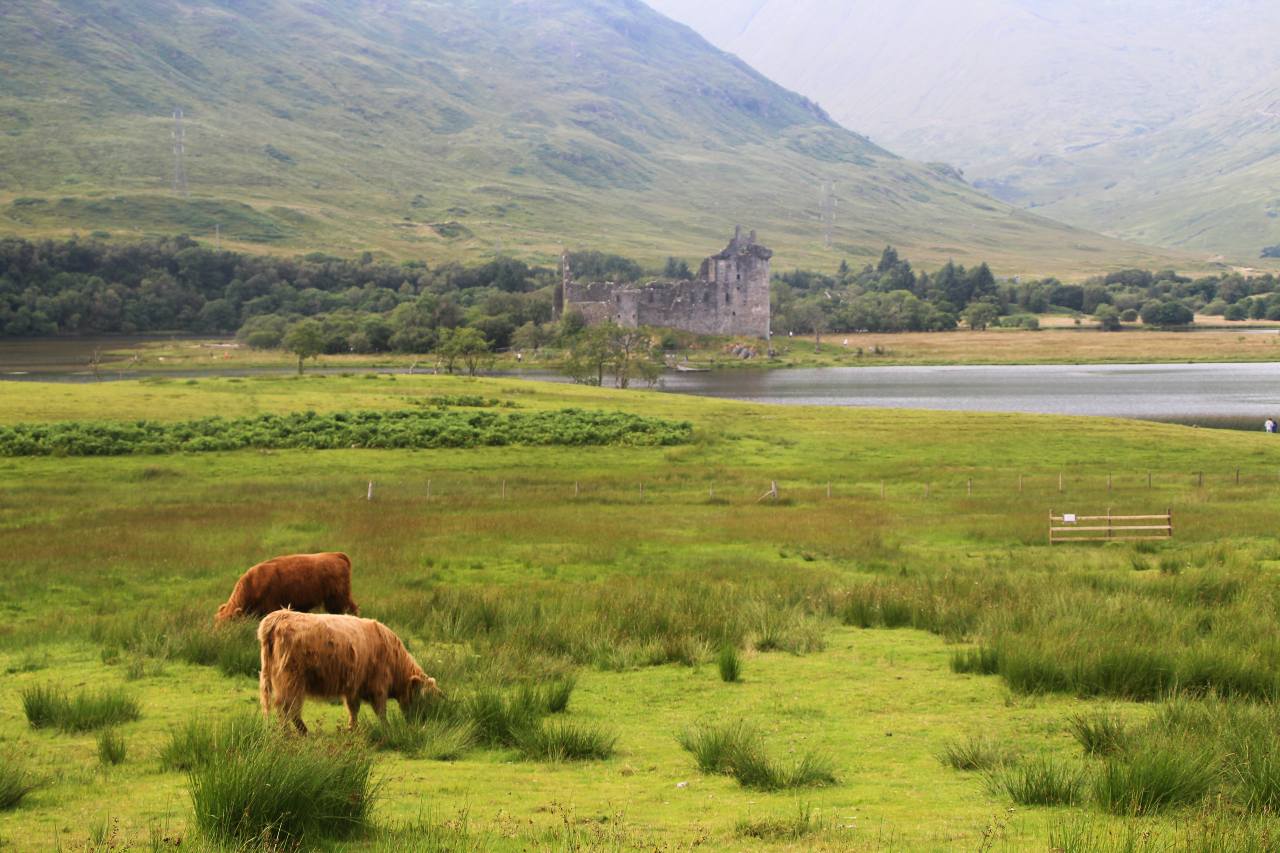Vacas Highland frente al castillo de Kilchurn.