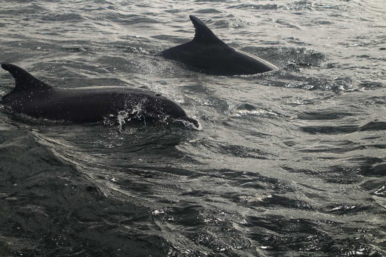 Uno de mis consejos para viajar a Escocia es intentar ver animales en libertad, como estos delfines en Avoch.