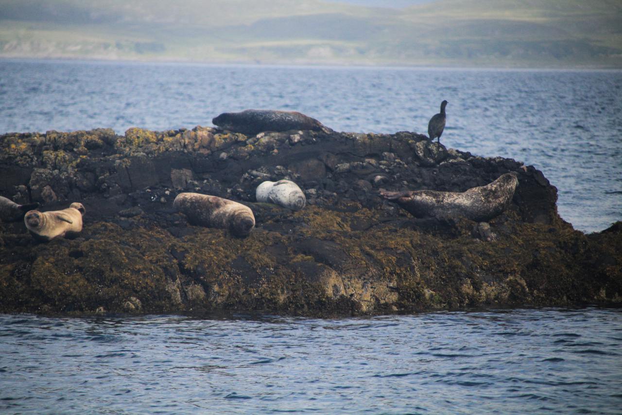 Colonia de focas en libertad durante una excursión por la costa de Escocia.