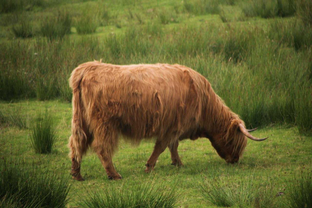 Vaca peluda de las Highlands pastando en un prado de Escocia.